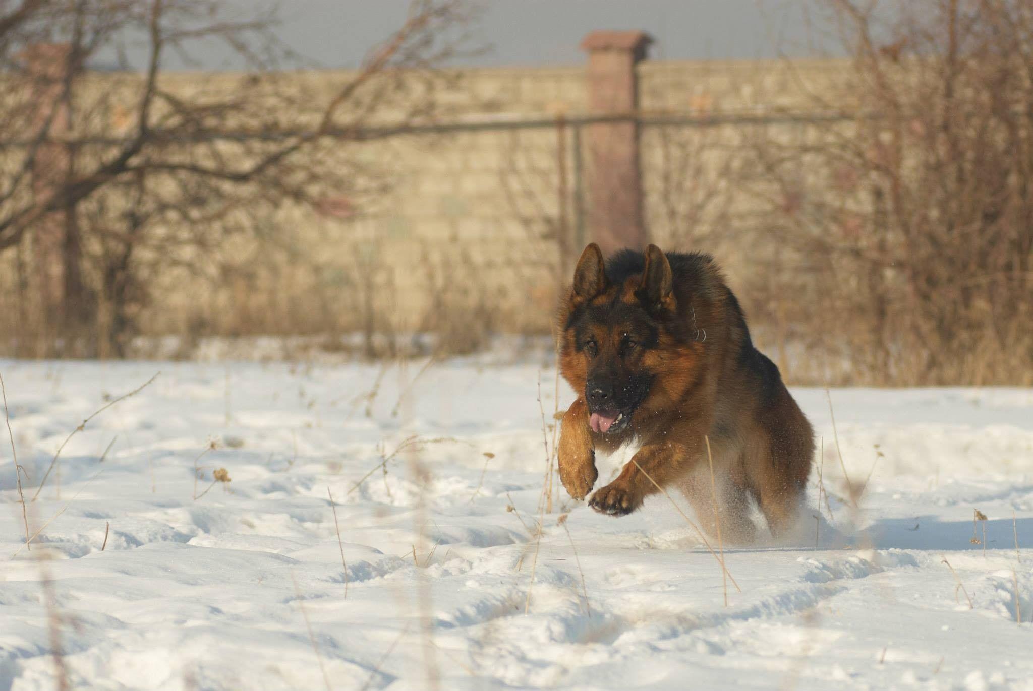 Dog: German Shepherd Military Dog Police Wallpaper Greyhound Dogs HD
