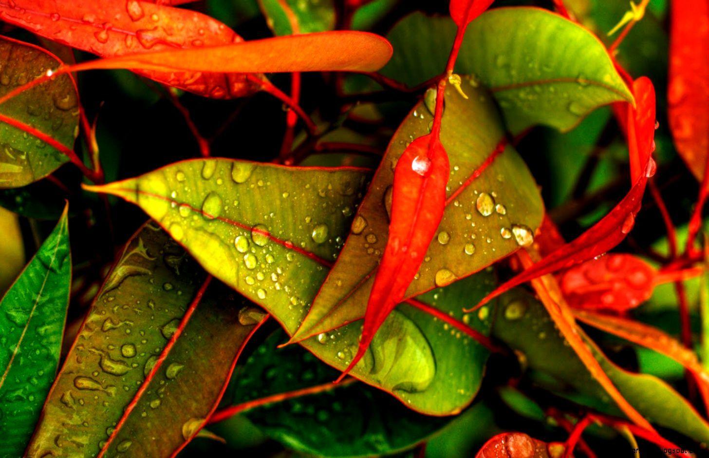 Animal Wallpaper Rain HD Wallpaper
