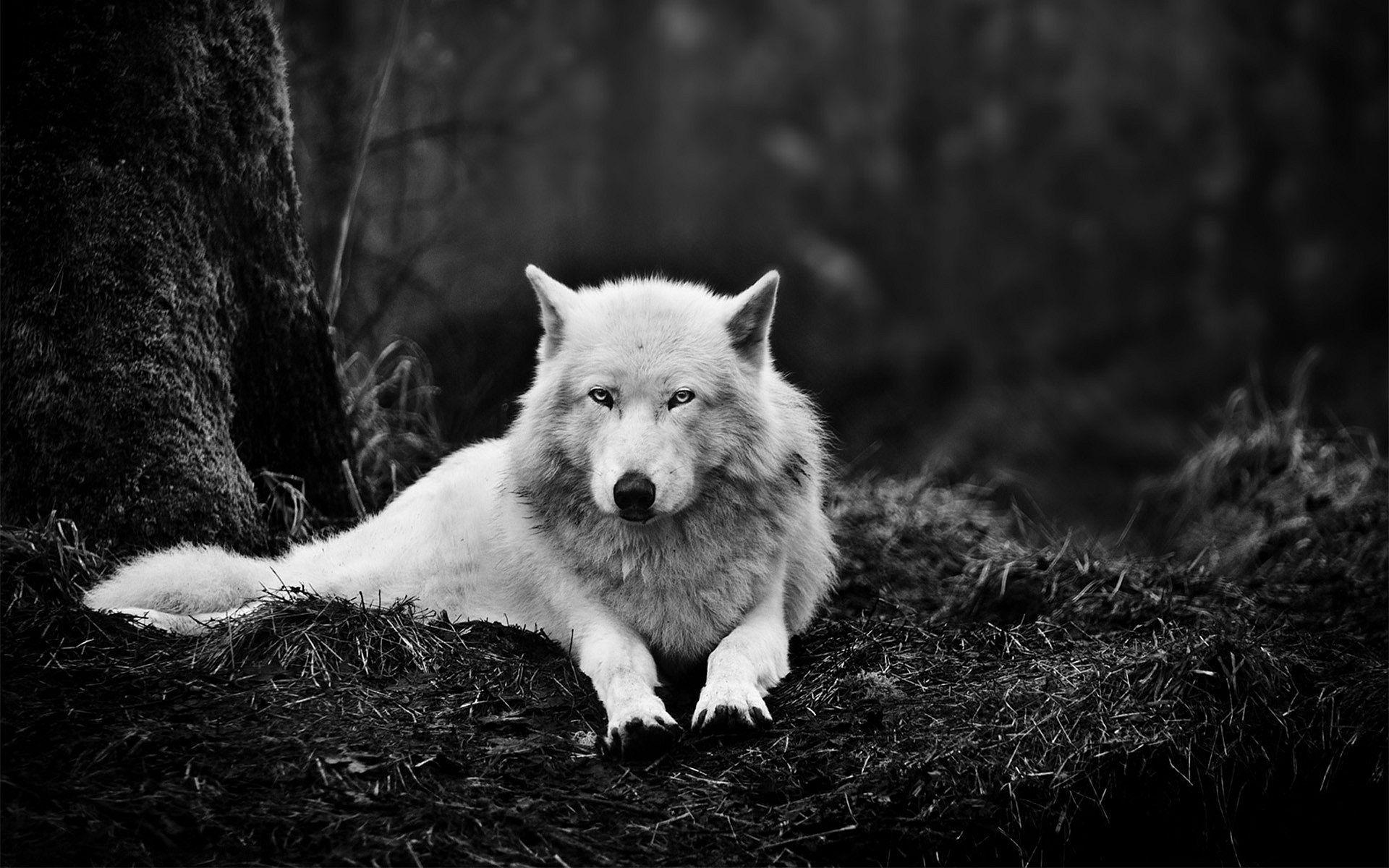 Desktop Hd Black And White Wolf. Animal Jam