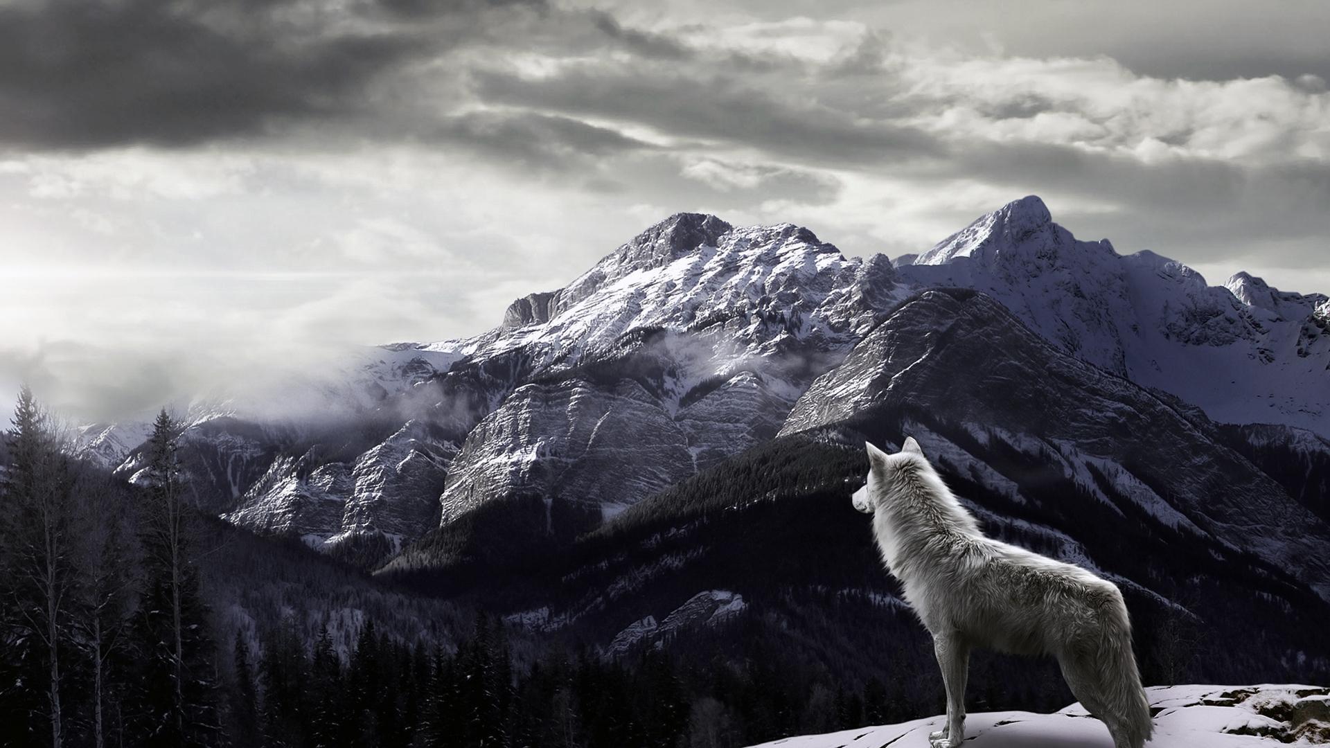 Wolf In Mountain HD Desktop. Animal Jam Clans