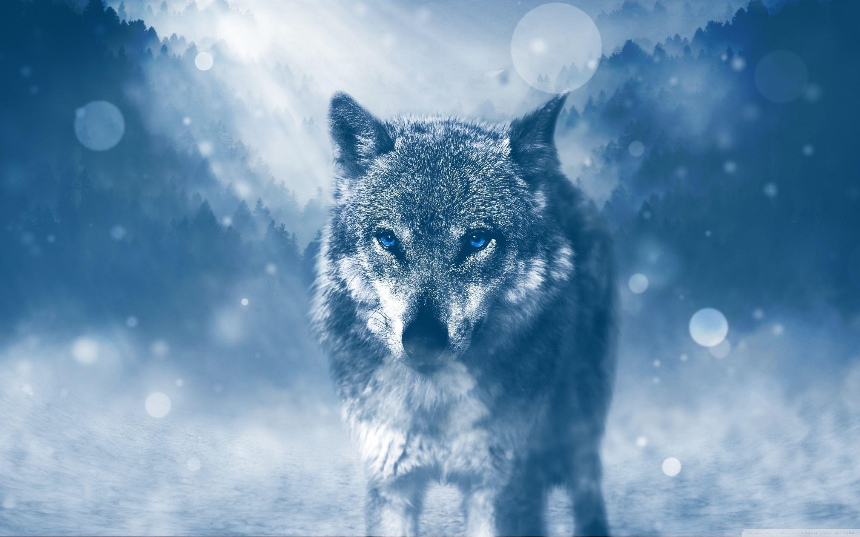 Wolf Winter ❤ 4K HD Desktop Wallpaper for 4K Ultra HD TV • Wide