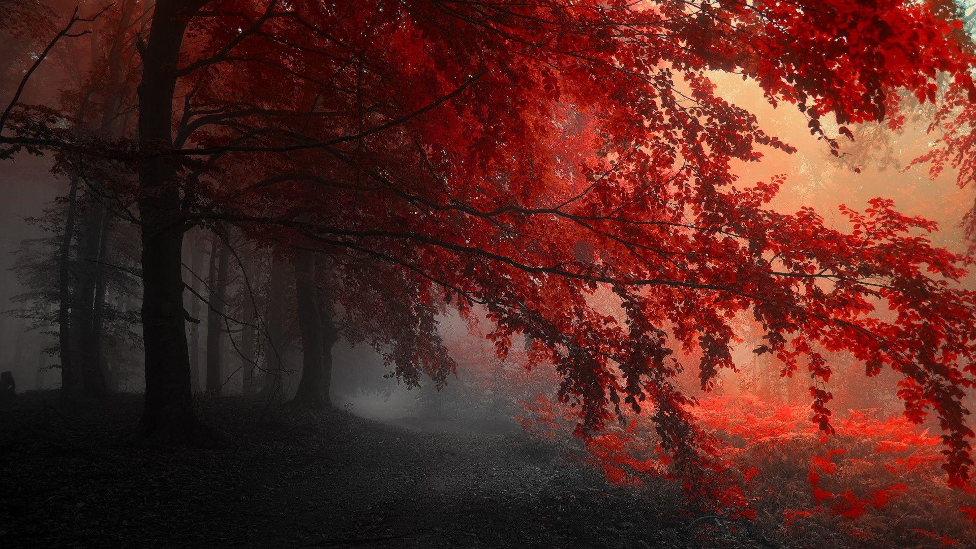 Red Tree Wallpaper, Red Tree HD Background. W.Web Gallery