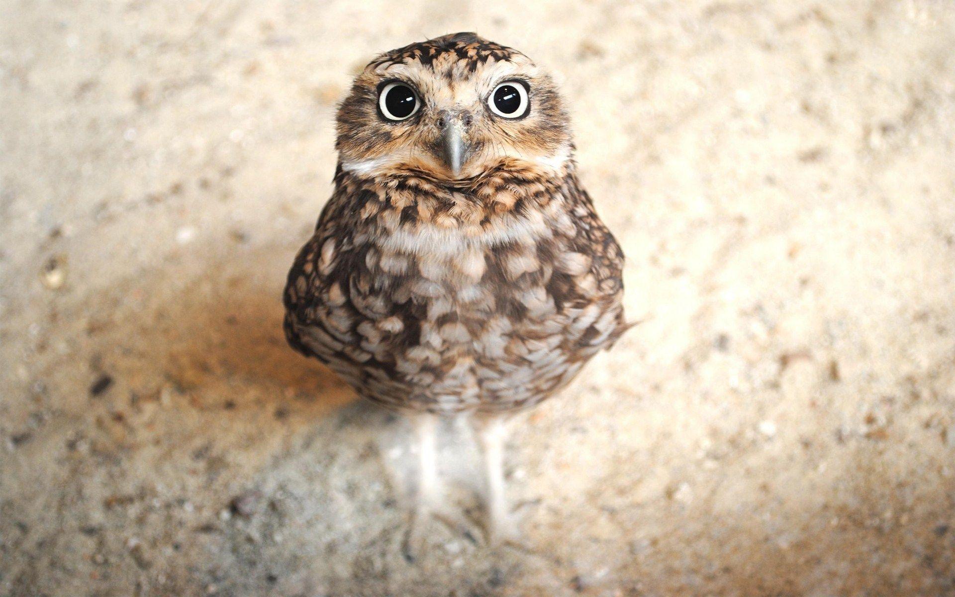Cute Baby Owl Looking Up Desktop Wallpaper