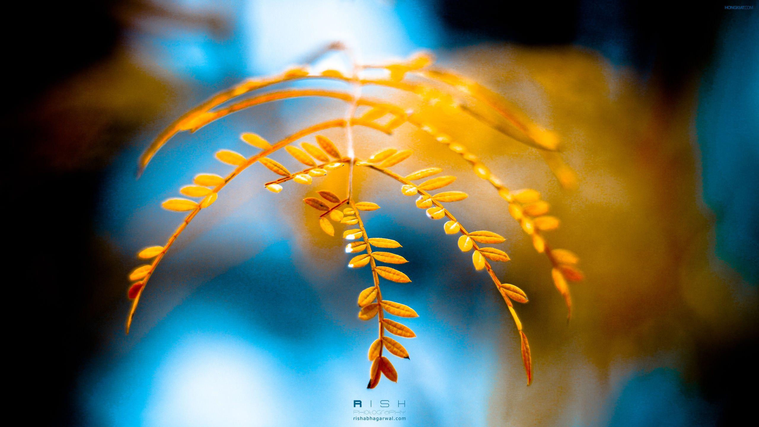 Freebie Release: Drops of Gold Wallpaper