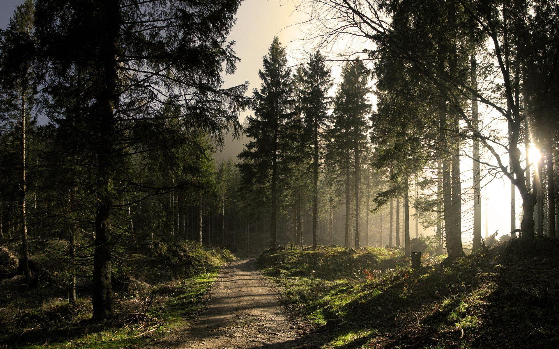 Daily Wallpaper: Forest Trail. I Like To Waste My Time