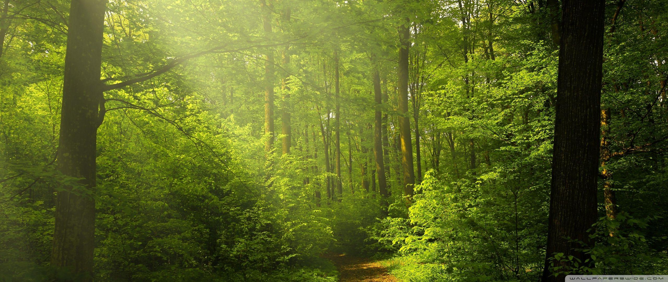 Beautiful Nature Image, Green Forest ❤ 4K HD Desktop Wallpaper