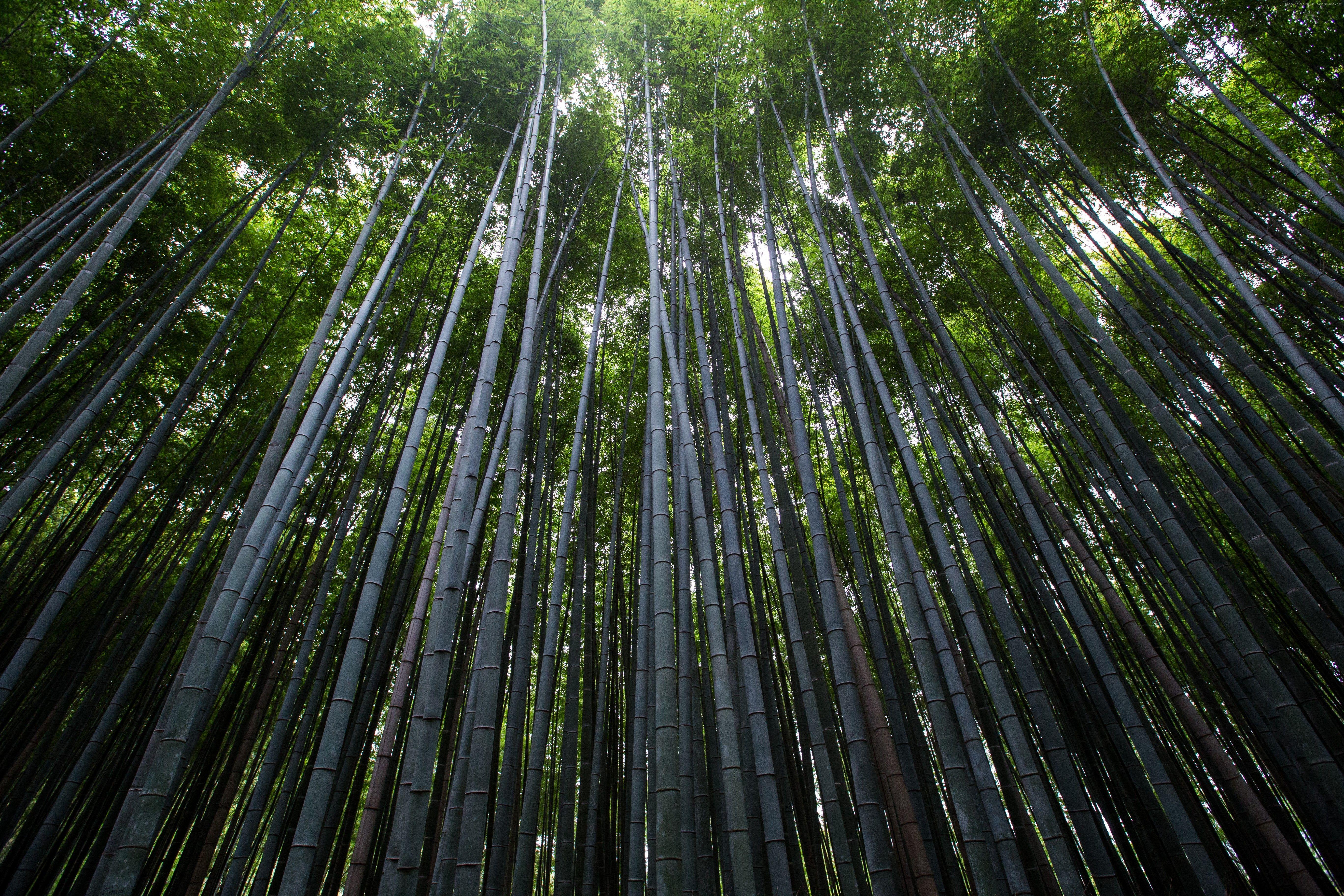 Wallpaper Forest, 4k, 5k wallpaper, 8k, trees, green, bamboo, Nature