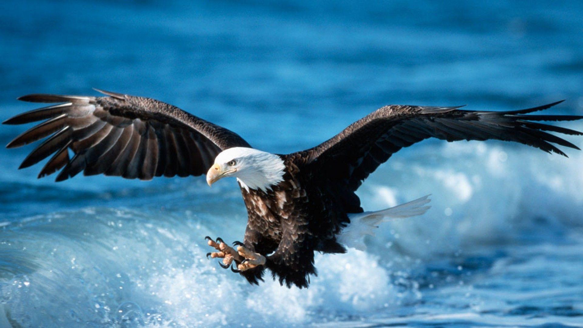 Eagle Wallpaper. Free Download Beautiful Birds HD Desktop Image
