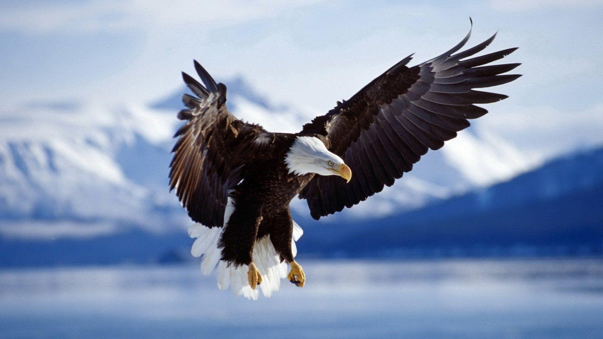 Eagle HD Wallpaper and Background Image