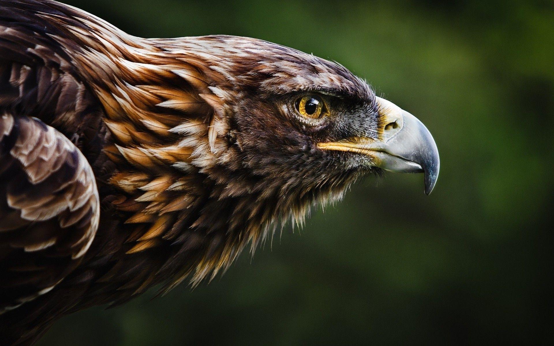 Eagle HD Wallpaper