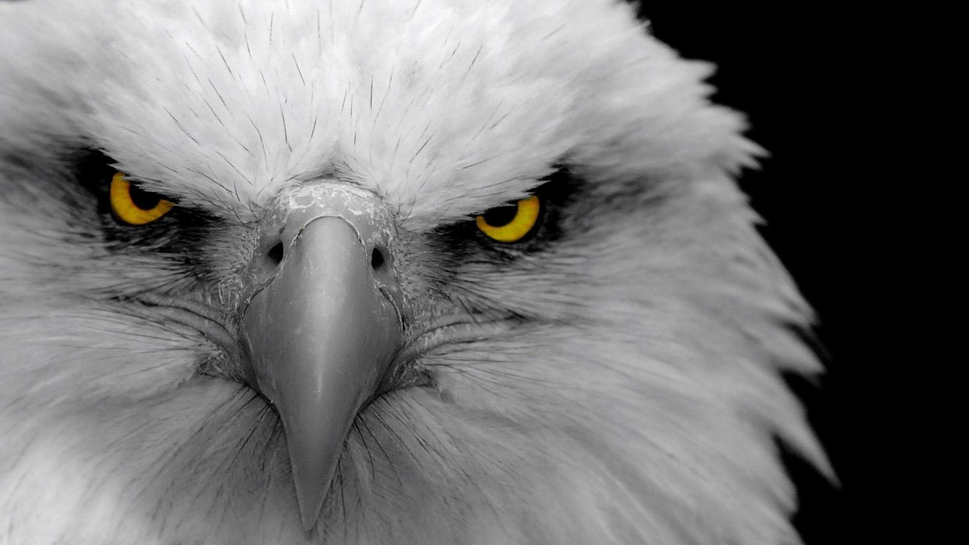 Eagle Wallpaper