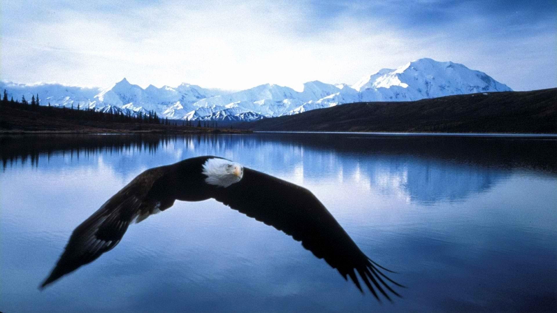 eagle wallpaper HD Archives Wallpaper Collection. HD Wallpaper