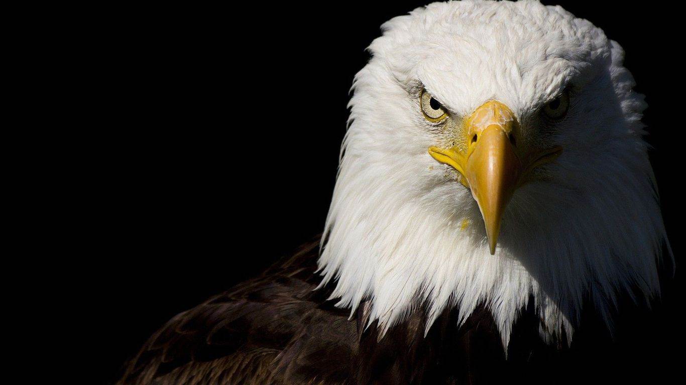 Eagle Wallpaper HD Eagle Image \uamp; Eagles HD Wallpaper 1366x768