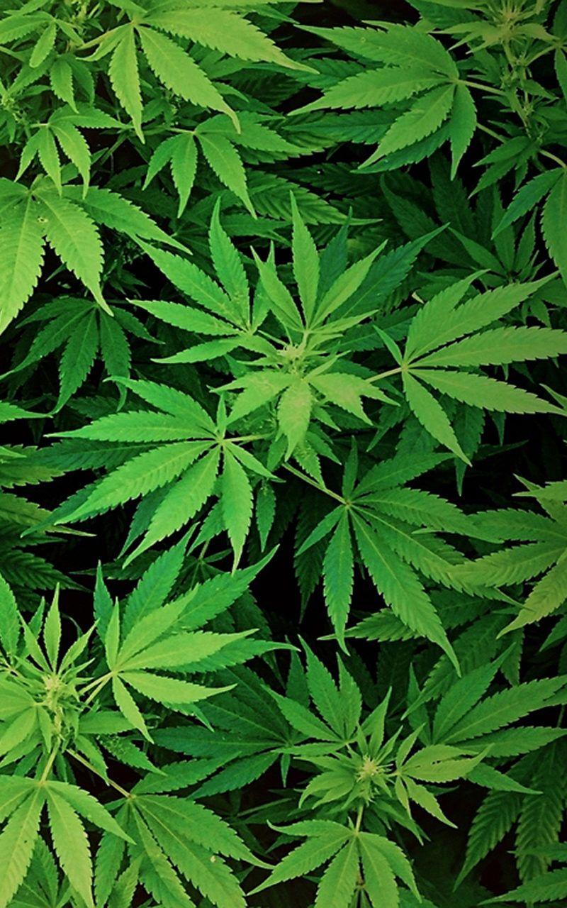 IPhone Marijuana Wallpaper HD