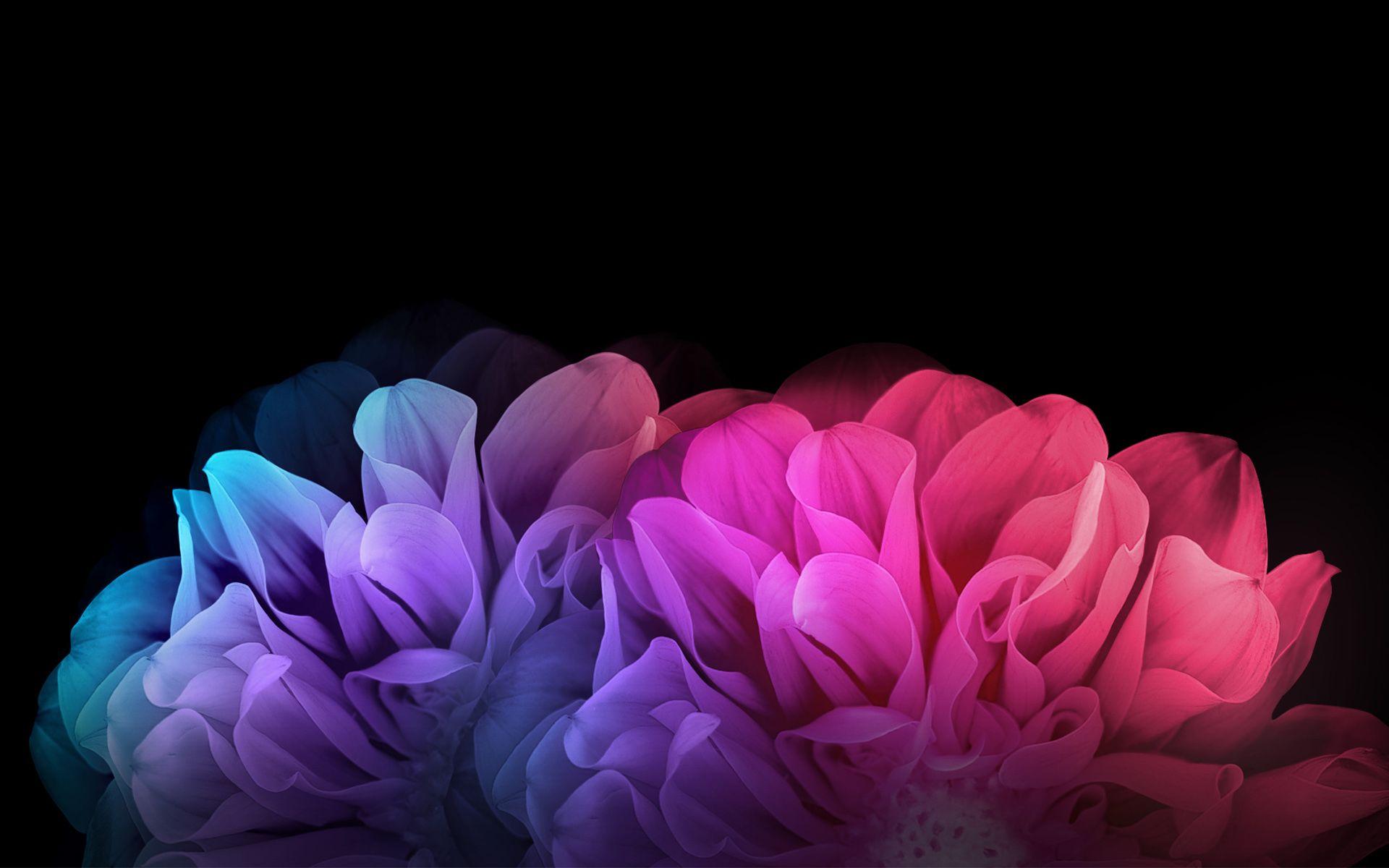 Colorful Flowers Dark Background Wallpaper