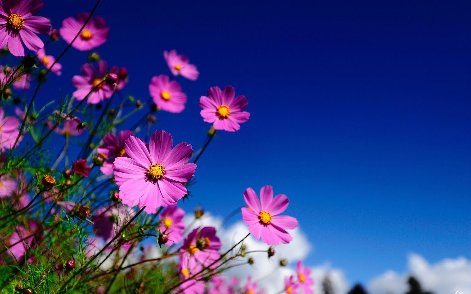 Best Wallpaper Image Flowers Background High Quality Widescreen