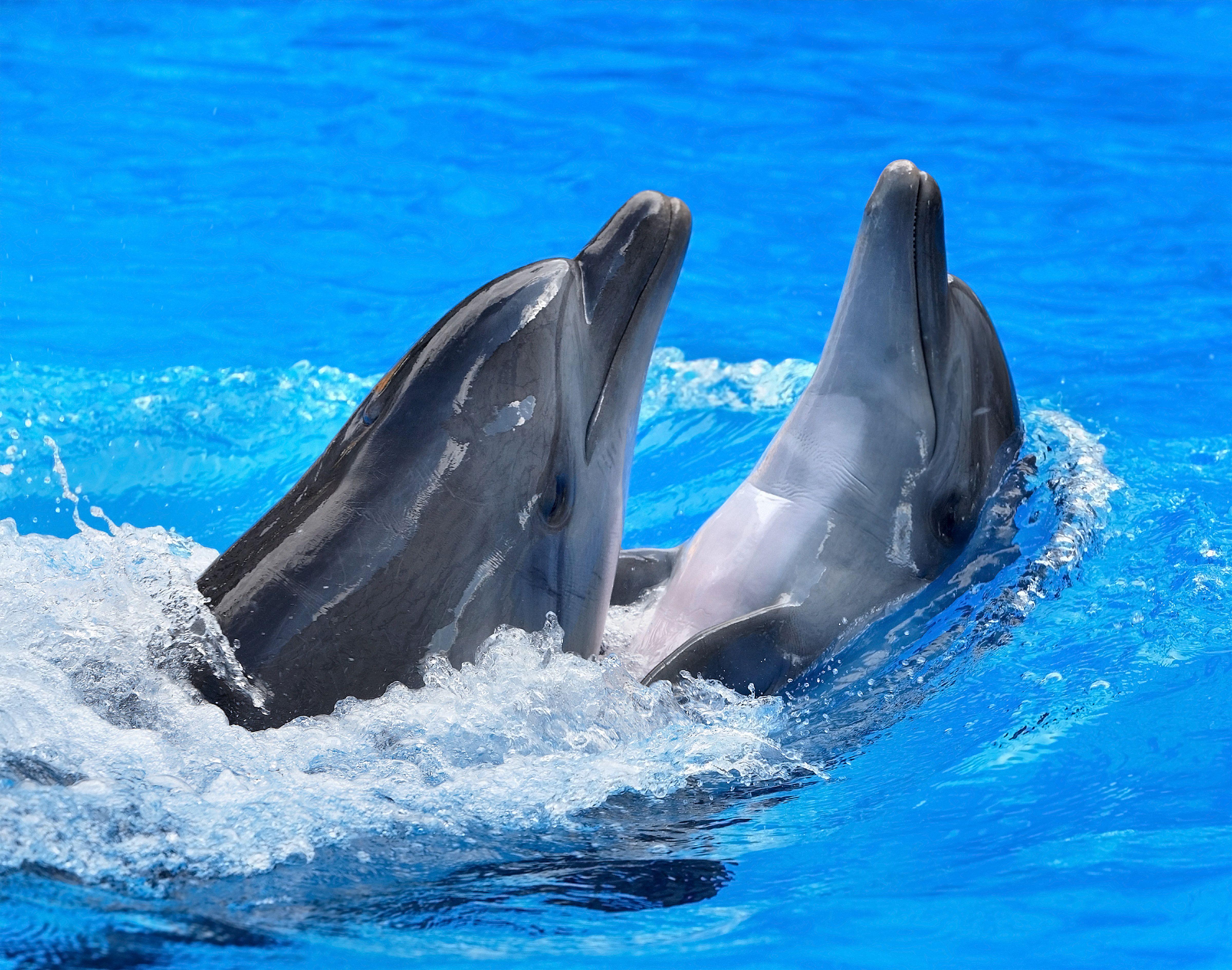 Dolphin HD Wallpaper and Background Image