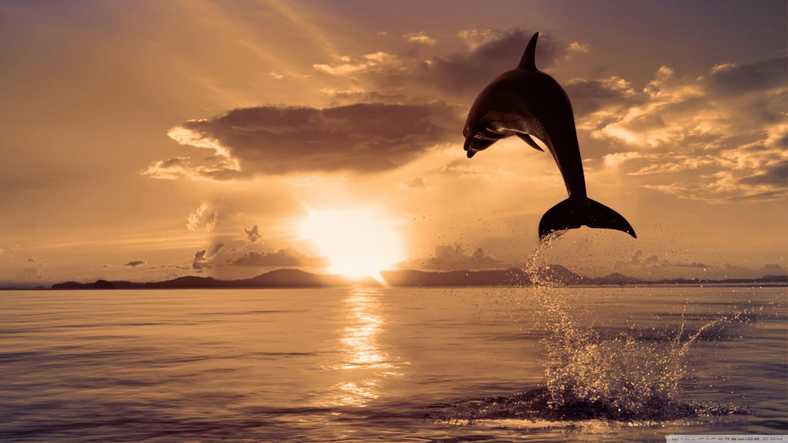 Jumping Dolphin ❤ 4K HD Desktop Wallpaper for 4K Ultra HD TV