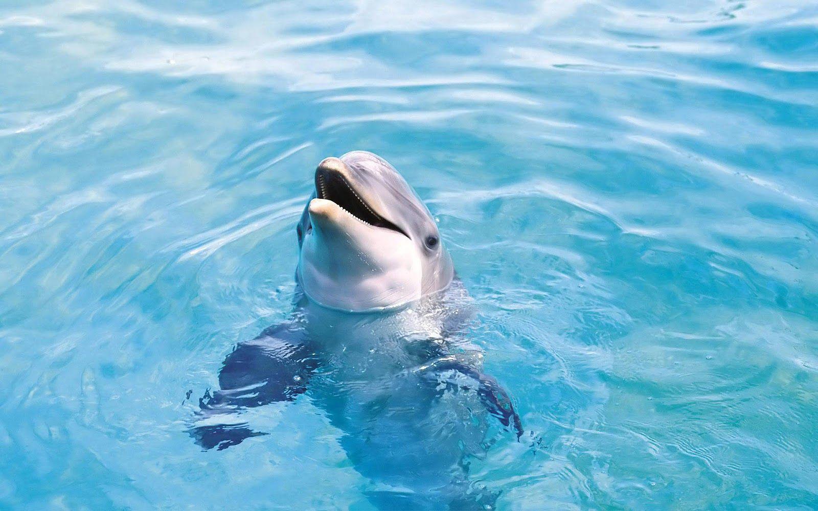 Free Dolphin Wallpaper Widescreen