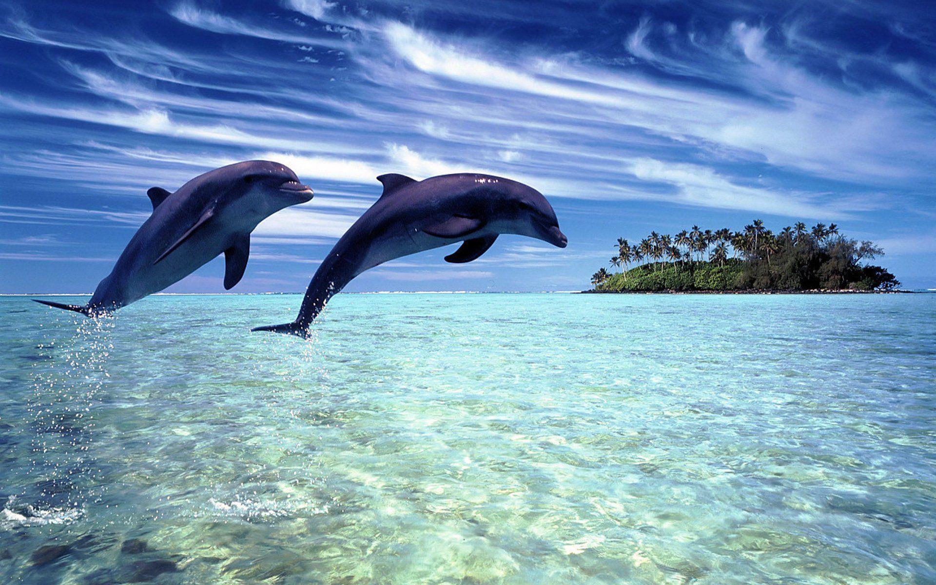 Dolphin HD Wallpaper and Background Image
