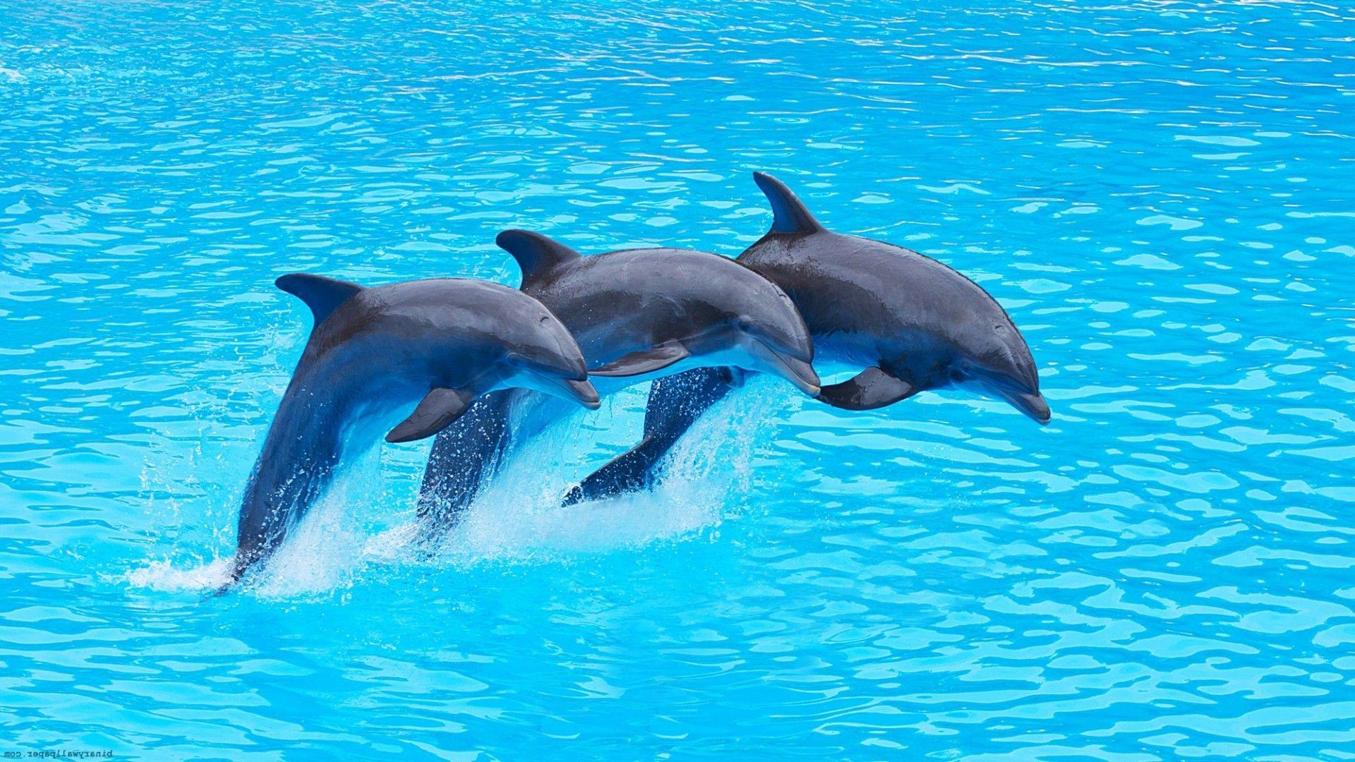 Wallpaper.wiki Dolphin Picture HD Image PIC WPB009189