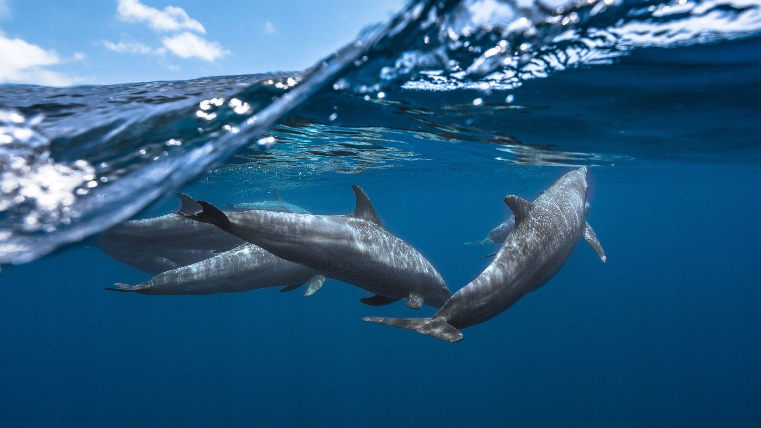 Wallpaper Dolphins, Underwater, HD, 4K, Animals