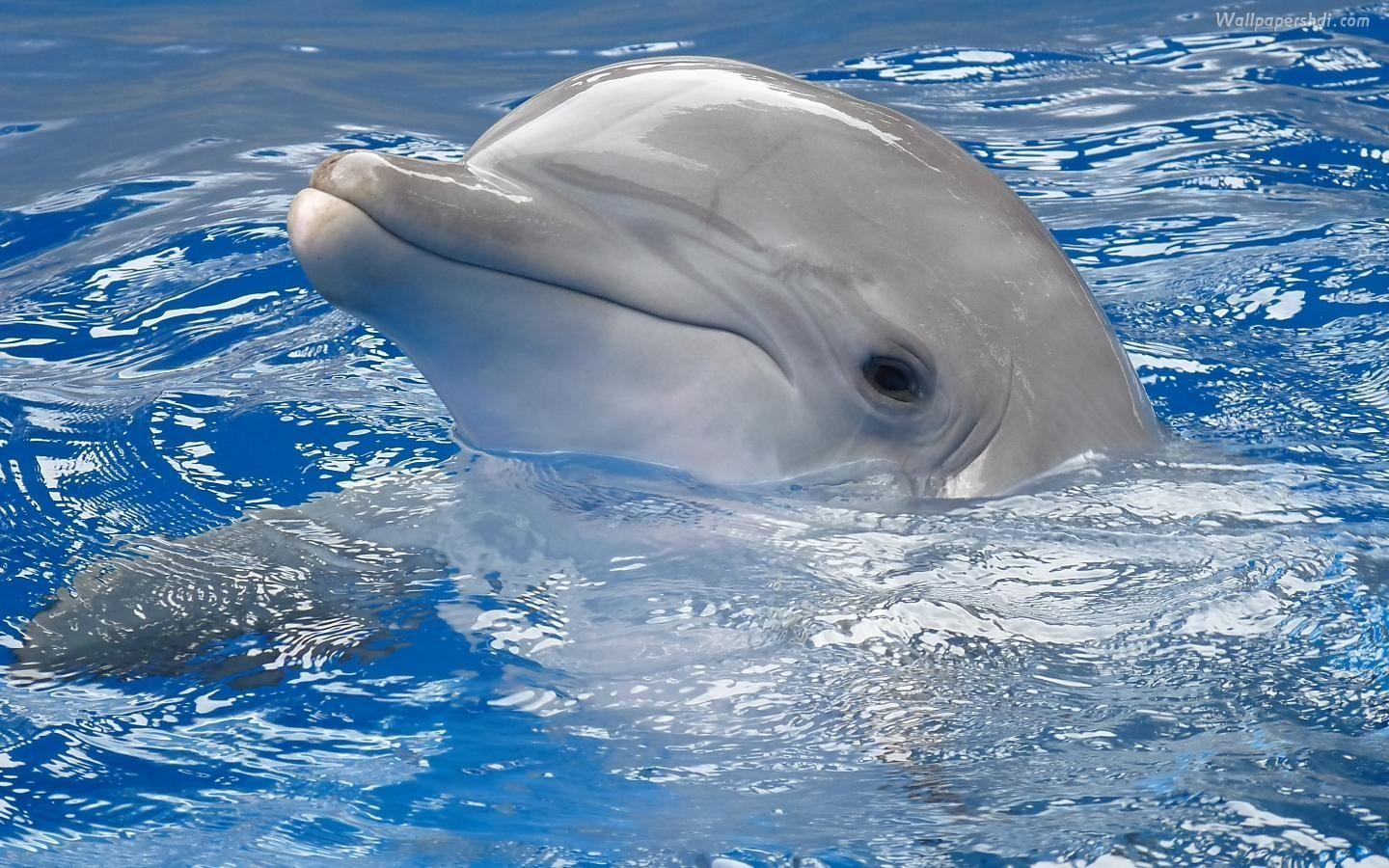 You are viewing Dolphin Wallpaper 1440×900 Full HD and Free download