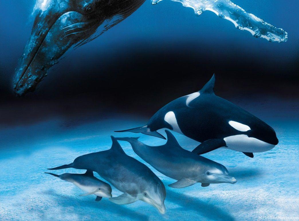 cute dolphins wallpaper. Orcas