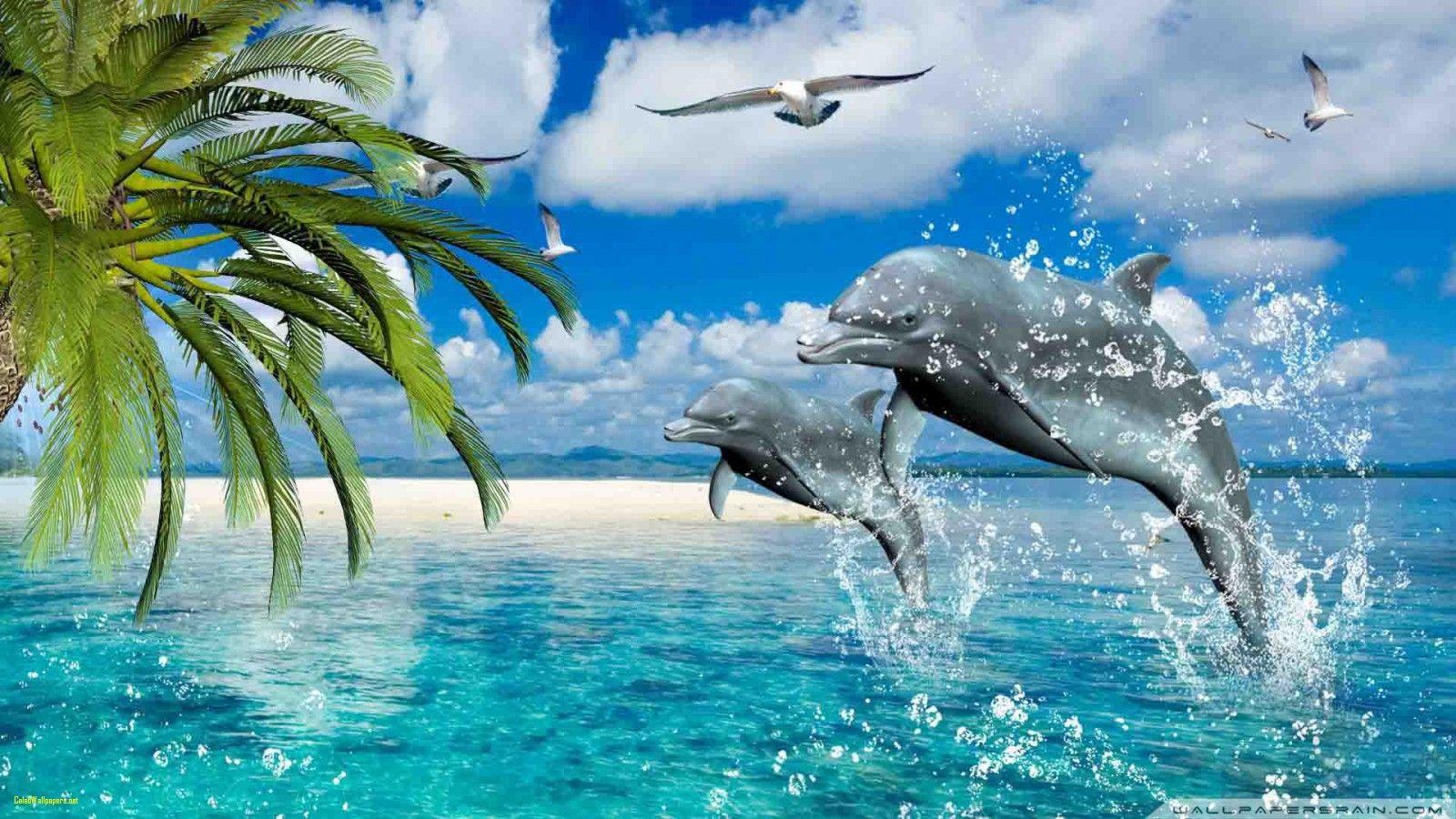 Hdimage Dolphin Wallpaper HD Image 8