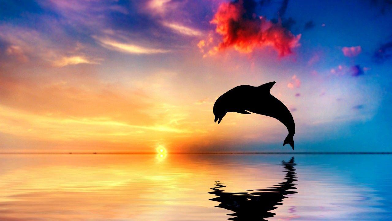 Wallpaper Dolphin, Sunset, Beautiful ocean, 5K, Animals