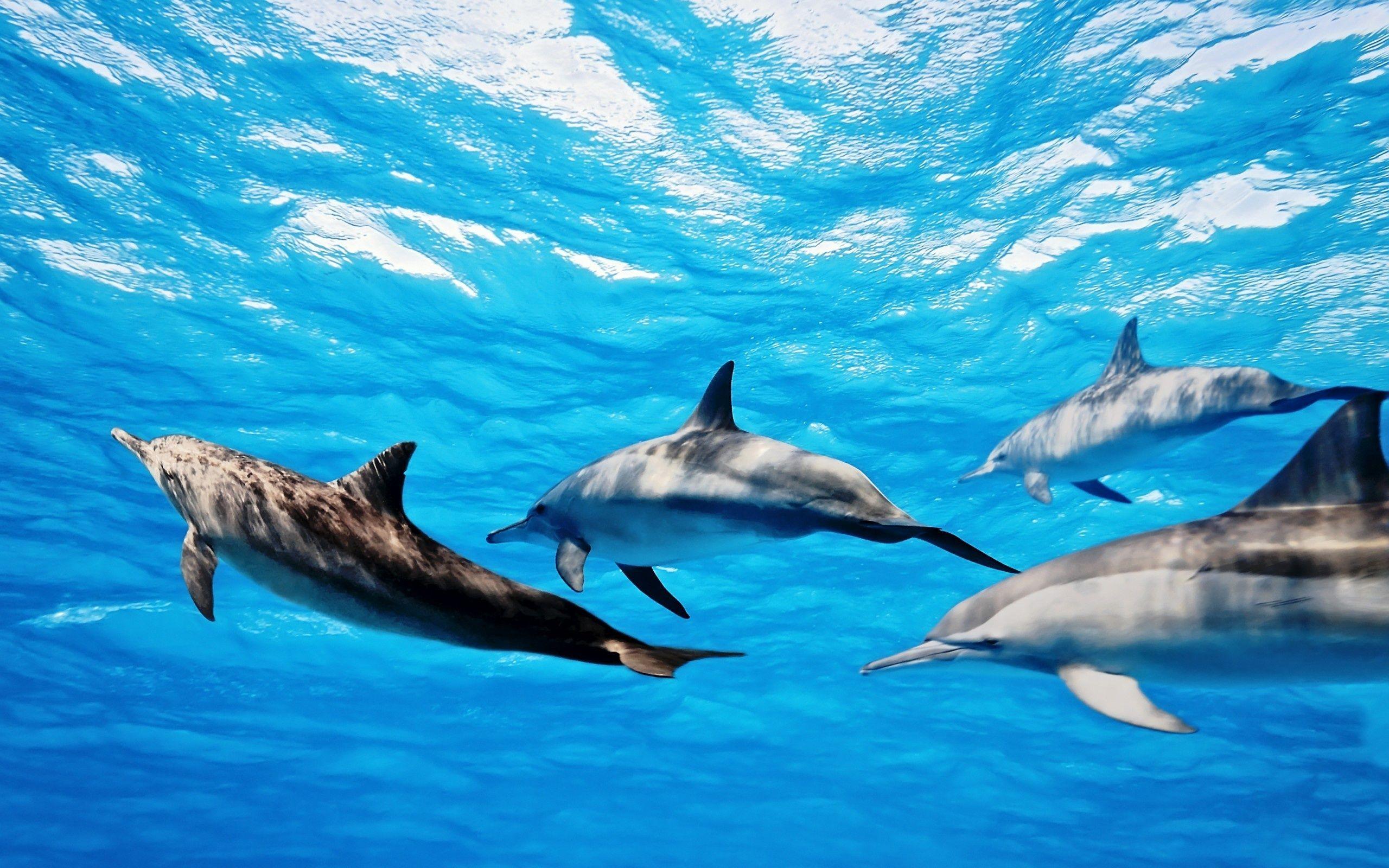 Dolphin Wallpapers Hd Wallpaper Cave