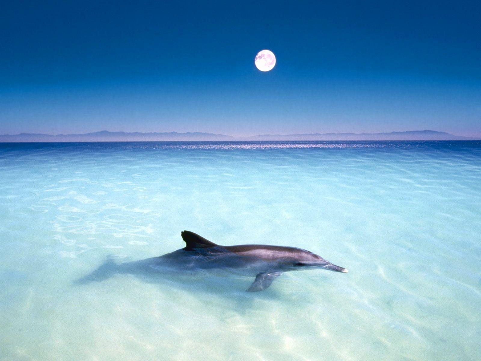 Dolphin Wallpaper Awesome Download Dolphin Wallpaper HD
