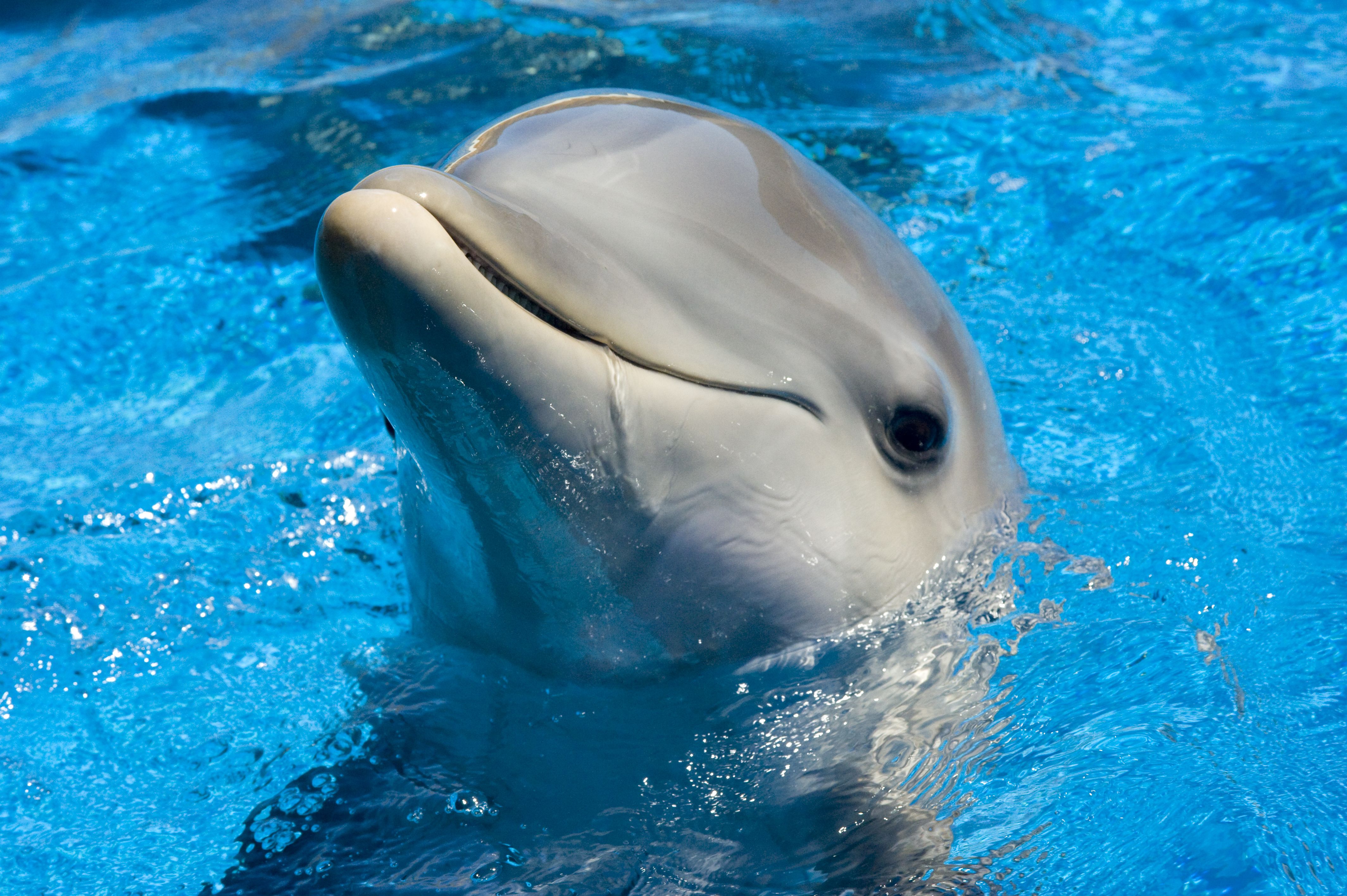 Dolphin Cute, HD Animals, 4k Wallpapers, Image, Backgrounds, Photos.