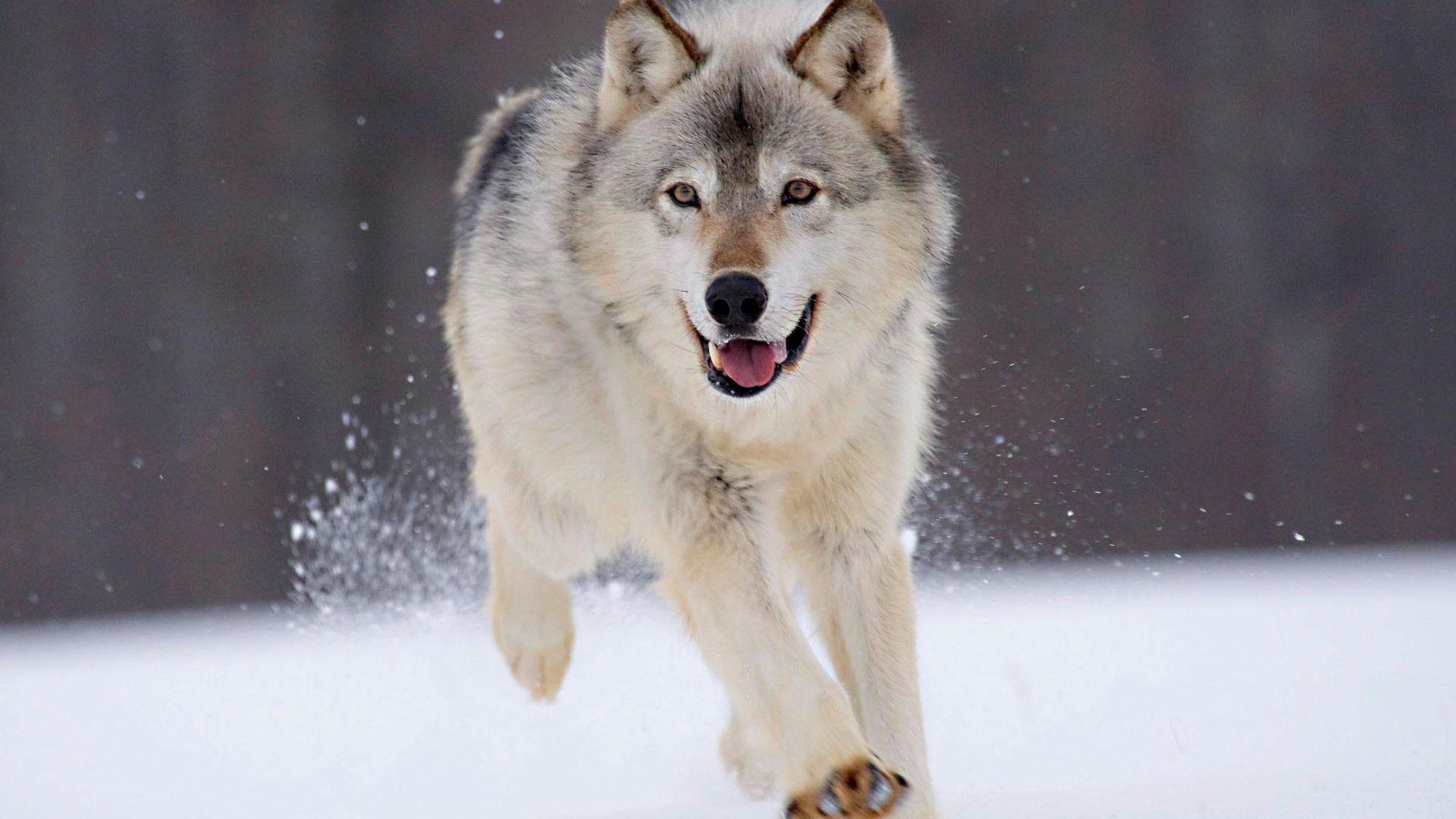 Animals: Gray Minnesota Wolf Wallpaper Of Animal HD for HD 16:9 High