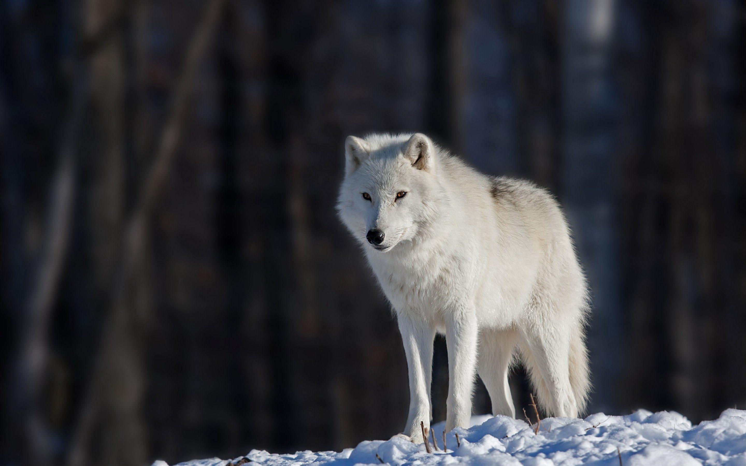 HD Wolf Wallpapers 1080p - Wallpaper Cave