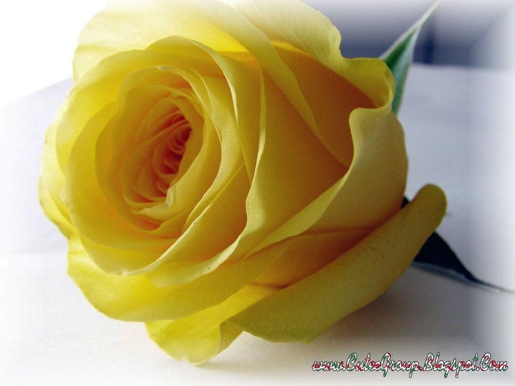 Yellow Rose Wallpaper HD David Assouline 720×1280 Yellow Rose Image