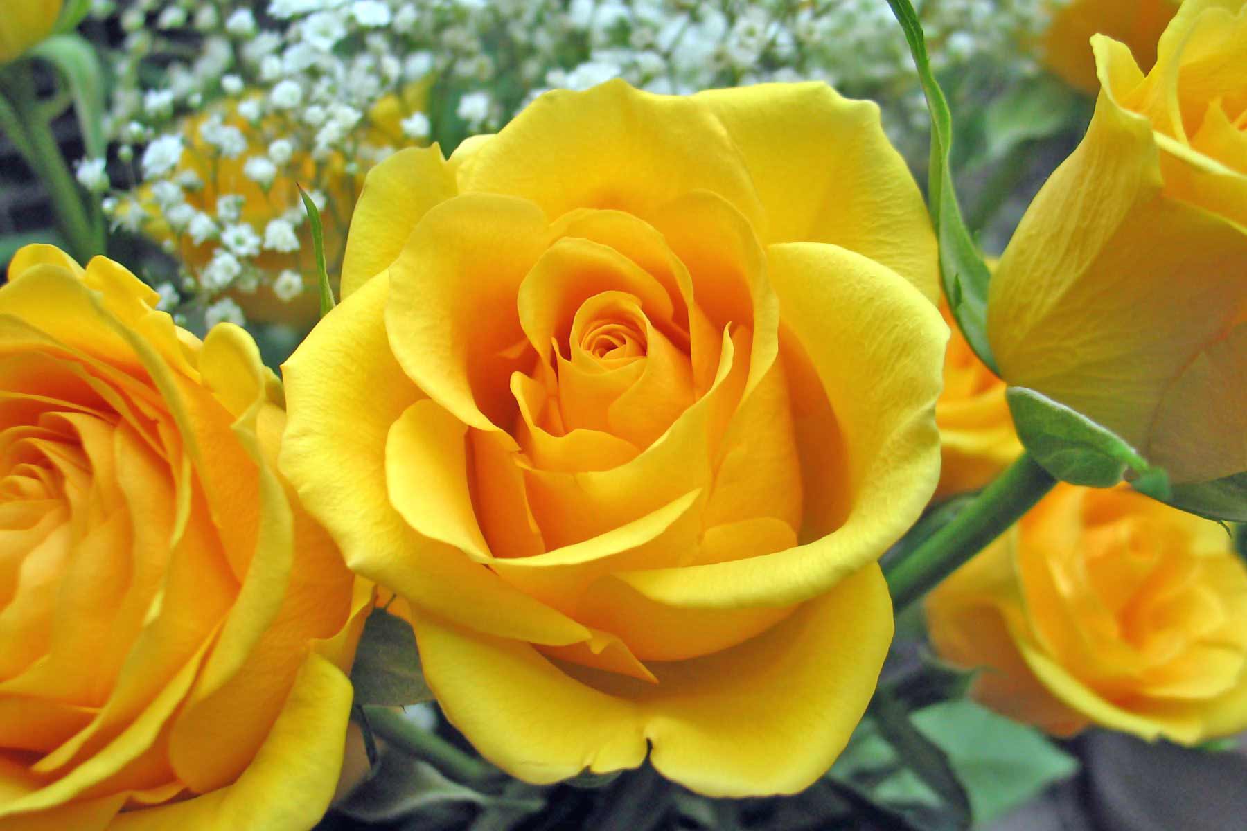 Single Yellow Rose HD Wallpaper