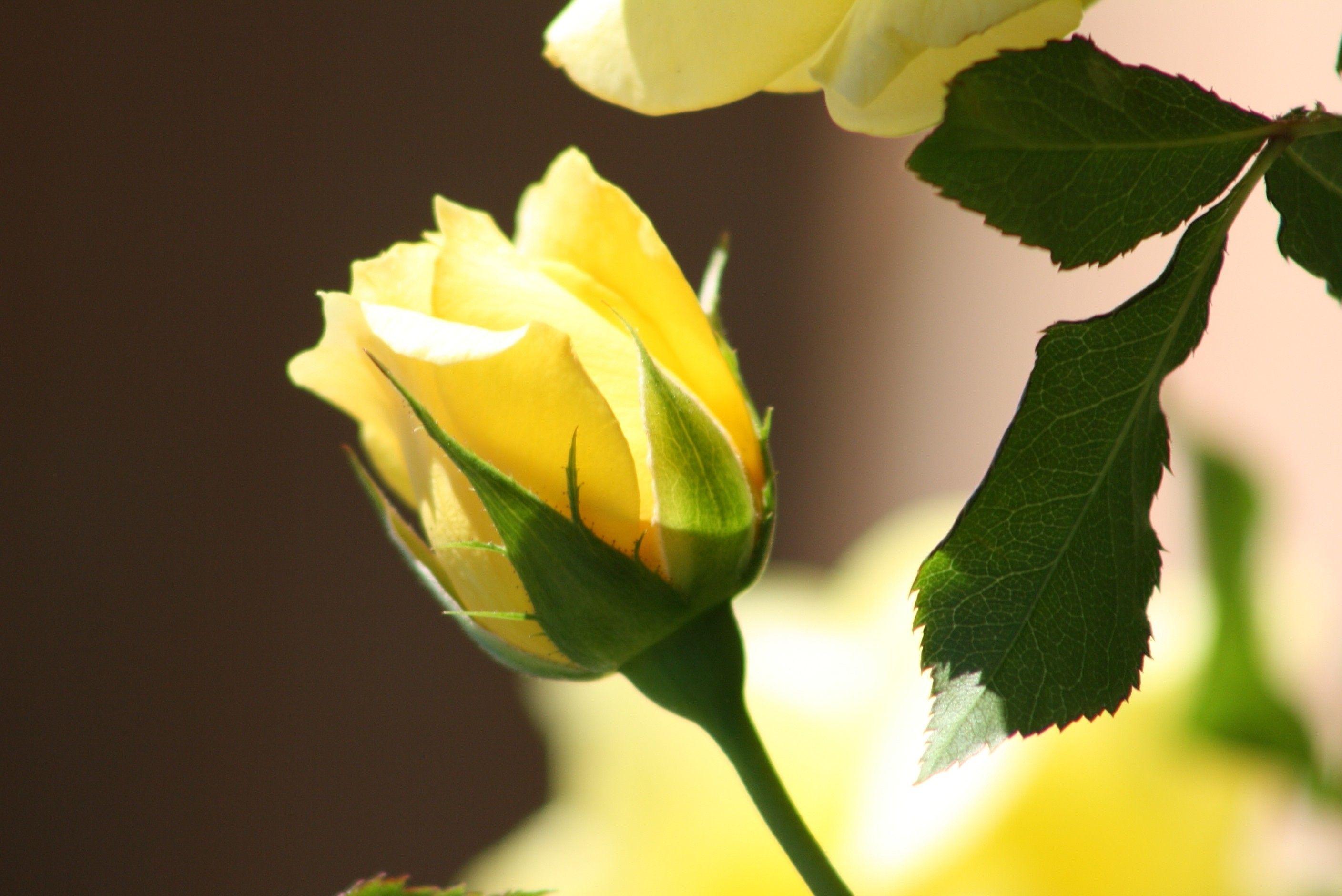 Flower: Single Yellow Rose Light Gorgeous Petals Nature Flower Green