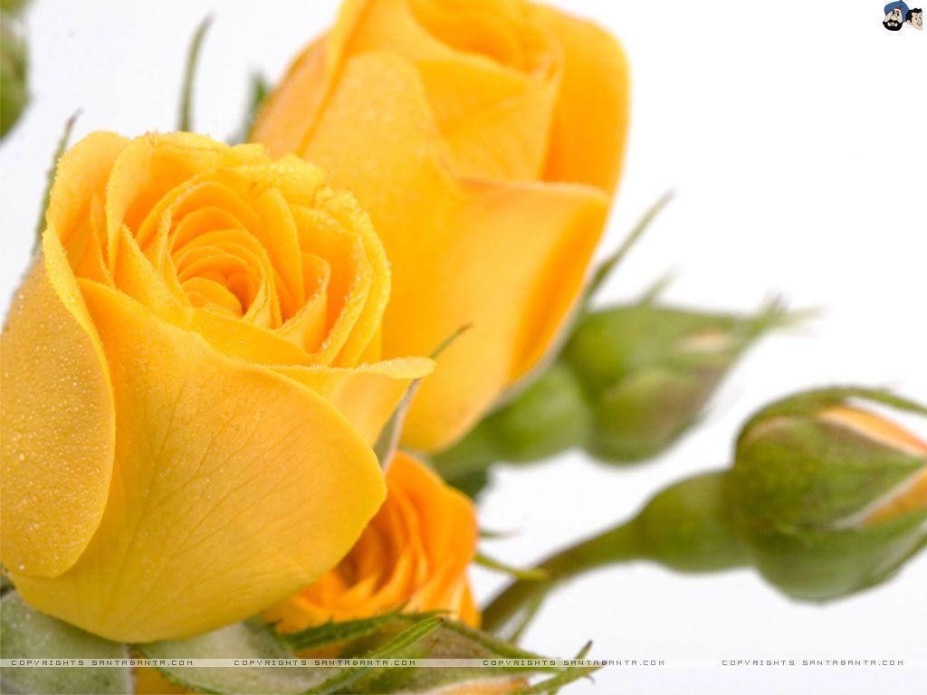 Single Yellow Rose Wallpaper HD