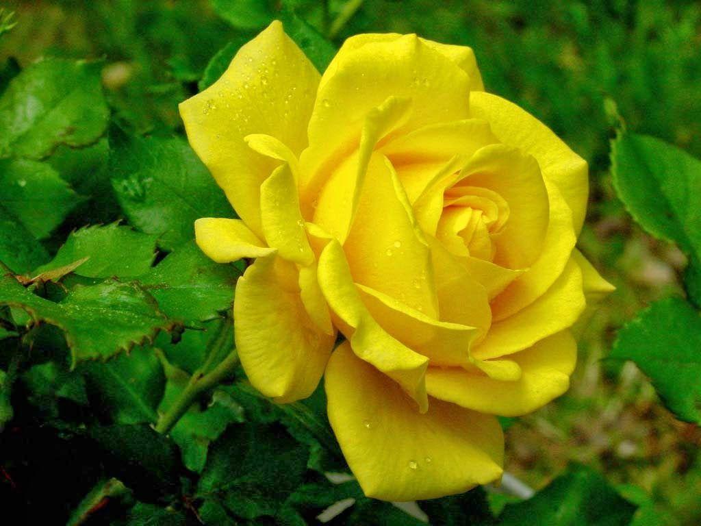 Single Yellow Rose Wallpapers - Wallpaper Cave