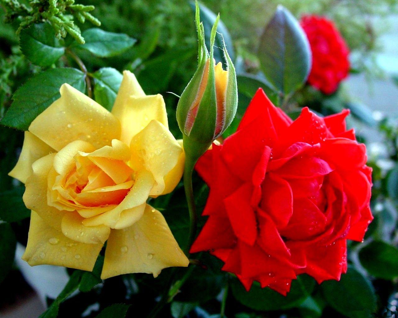 Flowers: New Flower Roses Photography Flowerbed Carol Yellow Rose