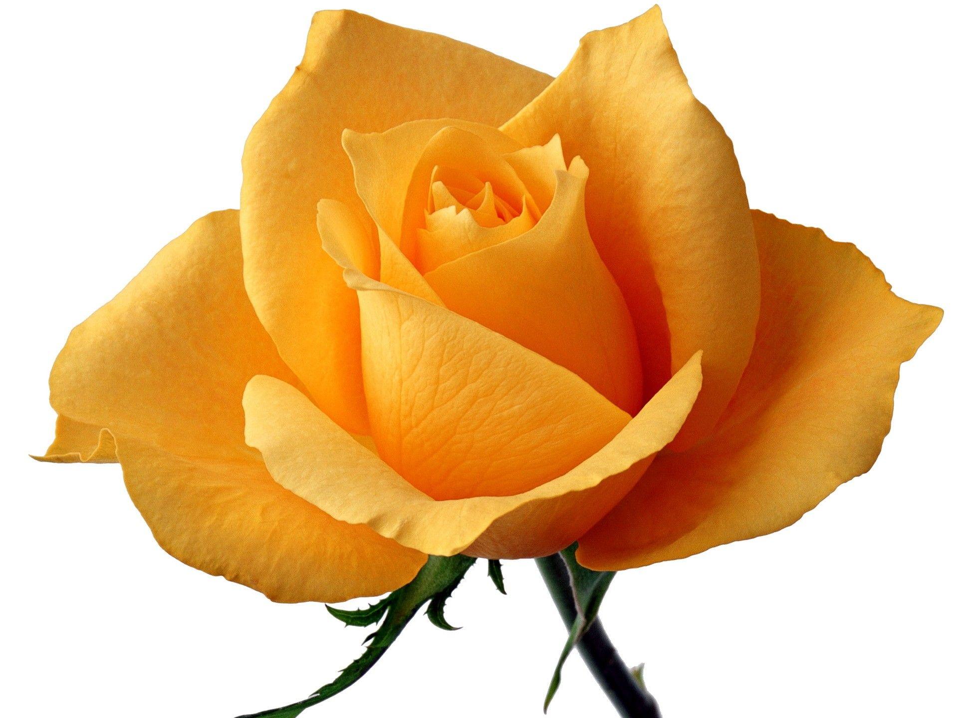 Flowers: Yellow Rose Means Faith Svetik Single Flower Wallpaper
