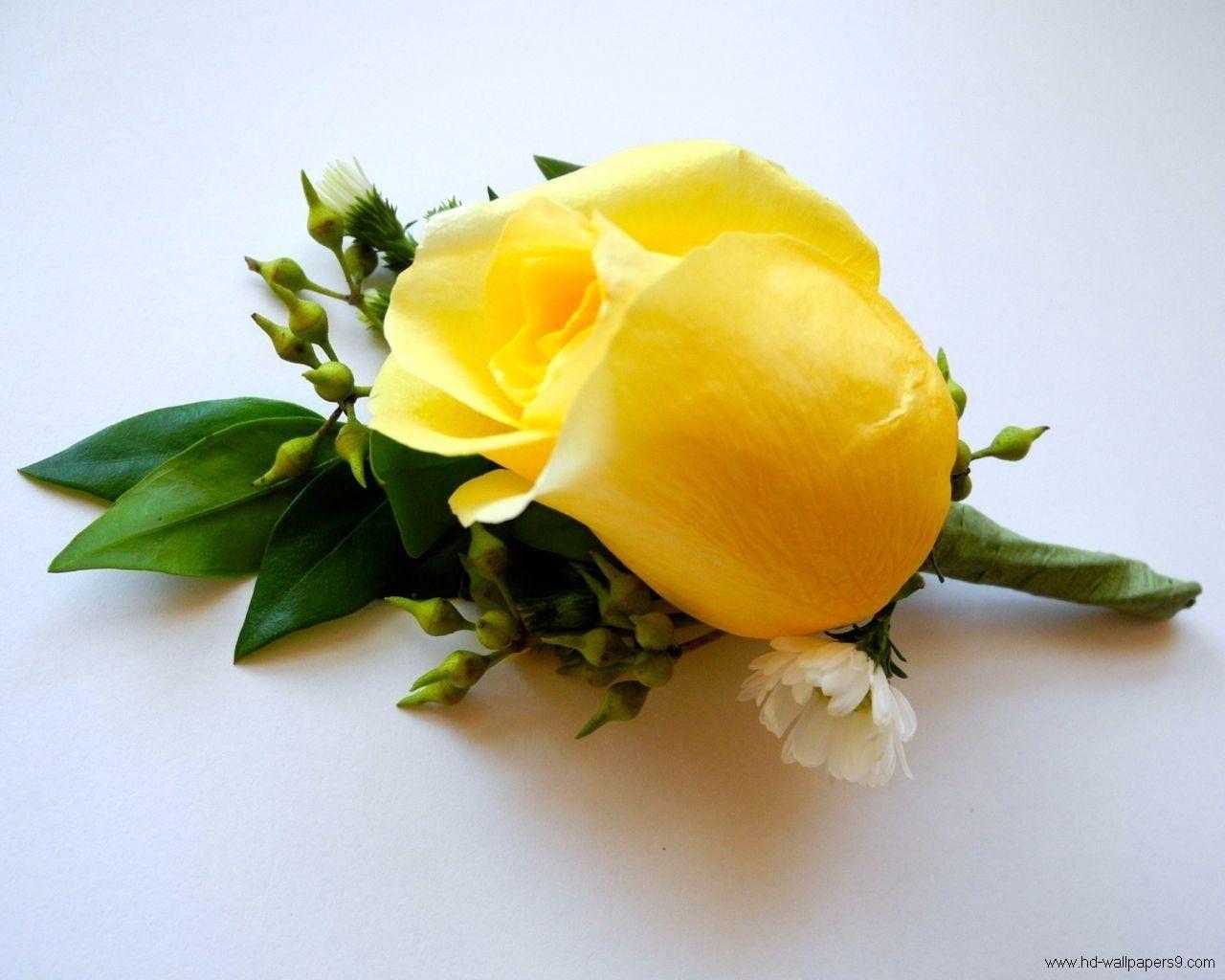 Flowers: Sweet Flowers Single Rose Flower Roses Yellow Nature One