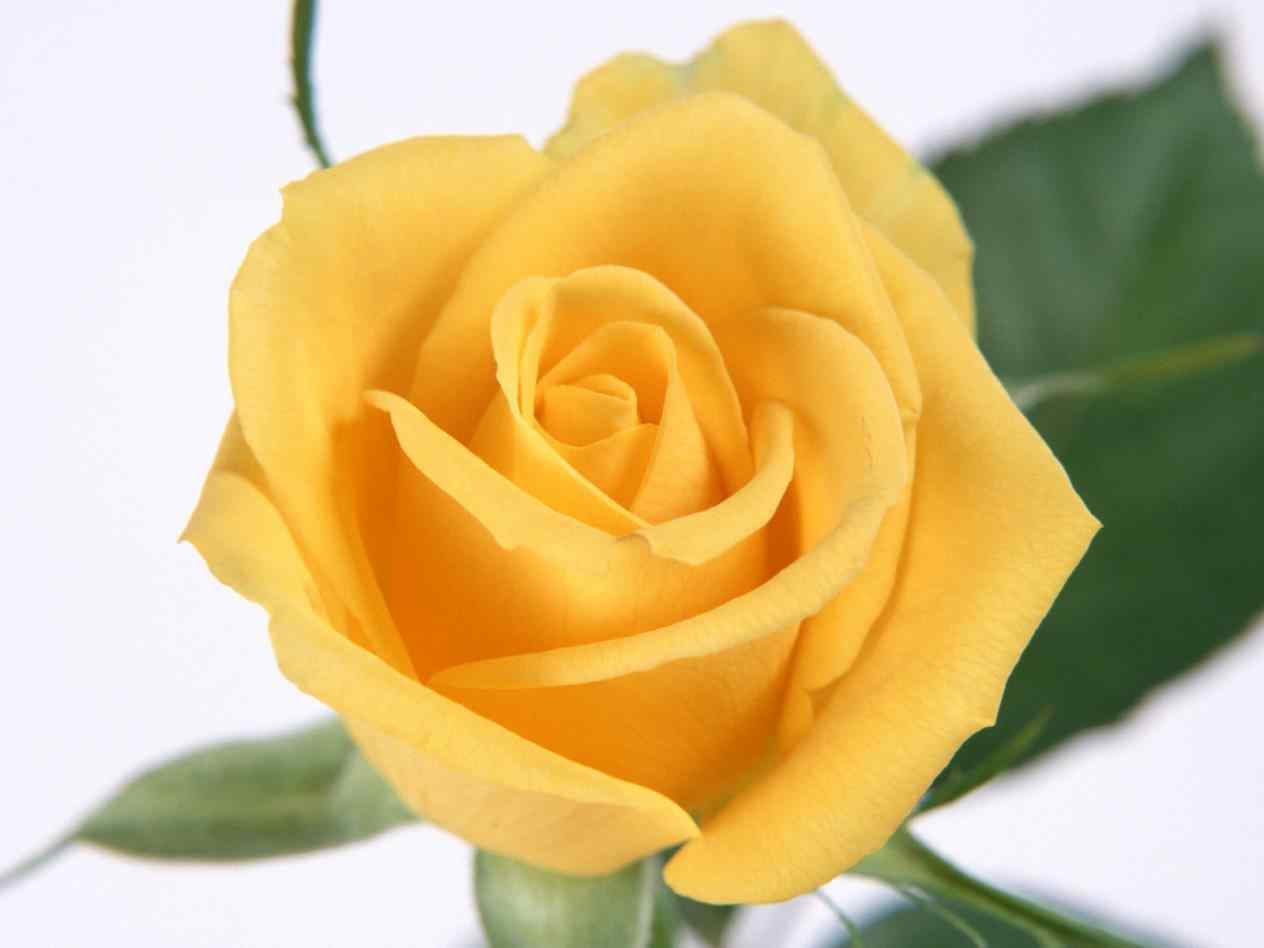 Yellow Rose Flowers Picture HD Wallpaperus Collection Flower