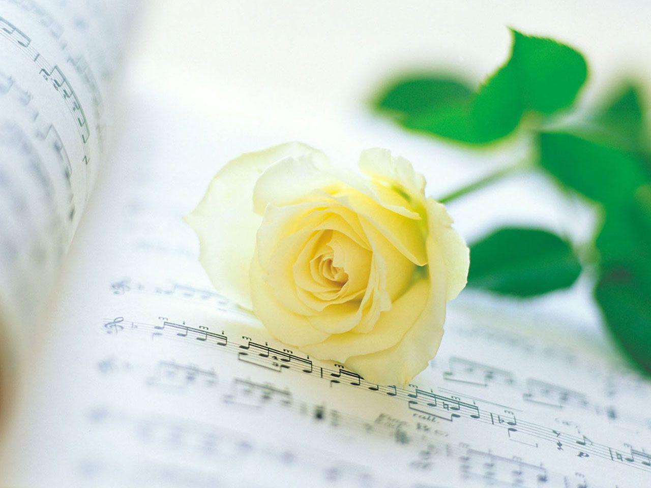 yellow roses wallpaper. Rose Wallpaper: Yellow Rose HD Wallpaper