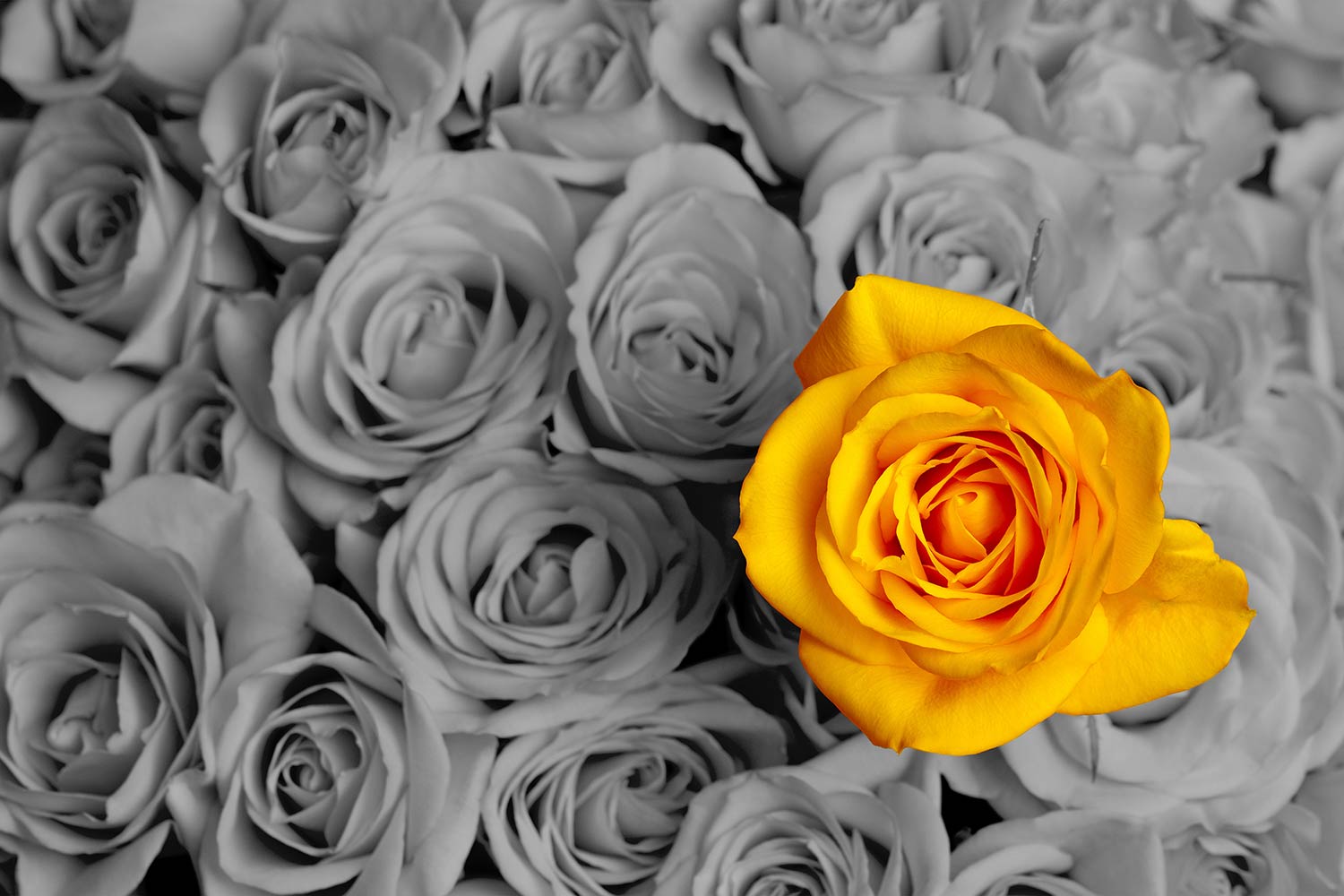 Single Yellow Rose Wallpaper for Wall Decor