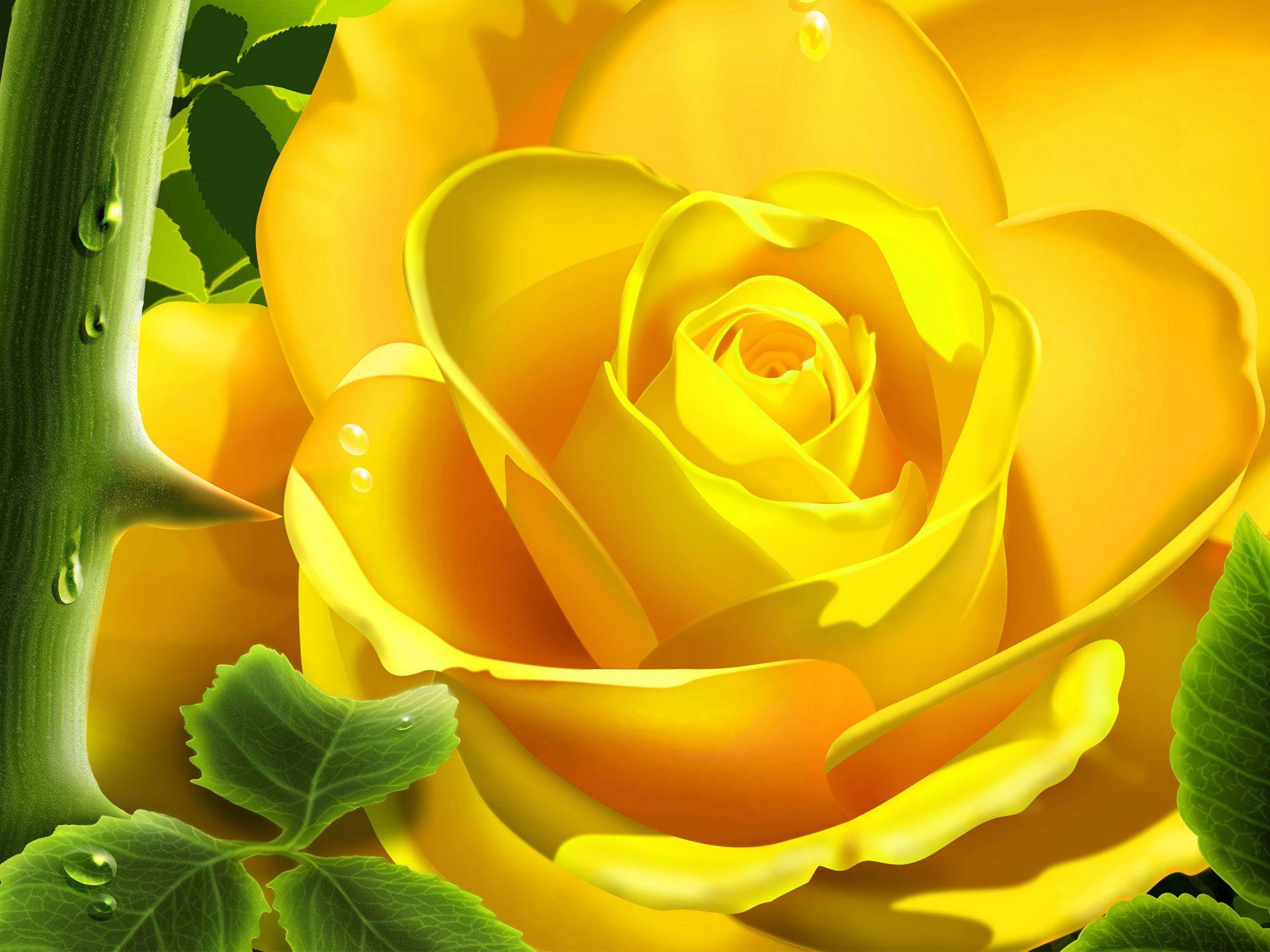 Single yellow Rose Flowers Nature Background Wallpaper on 1920x1440