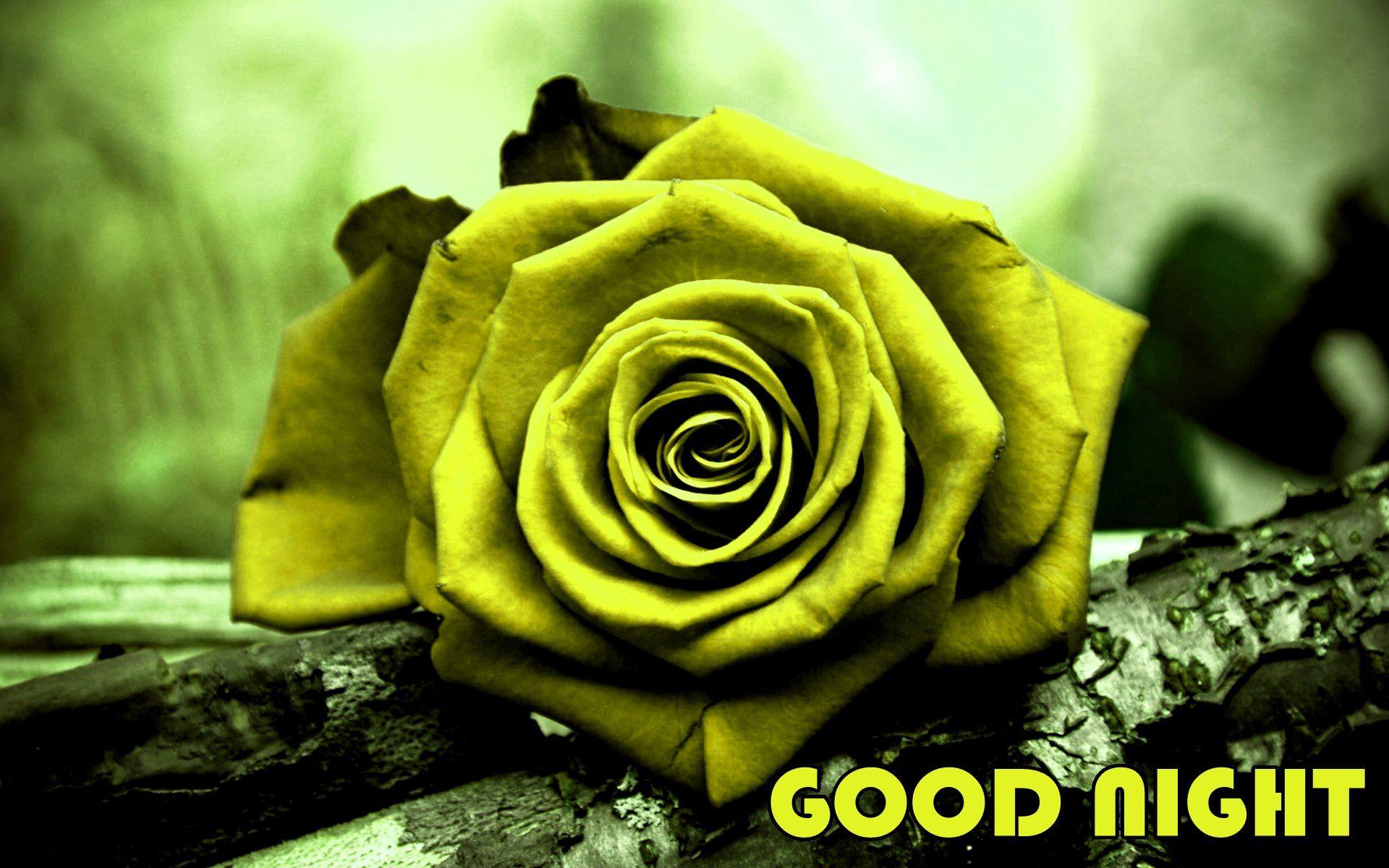 Good Night Single Yellow Rose Flower HD Wallpaper