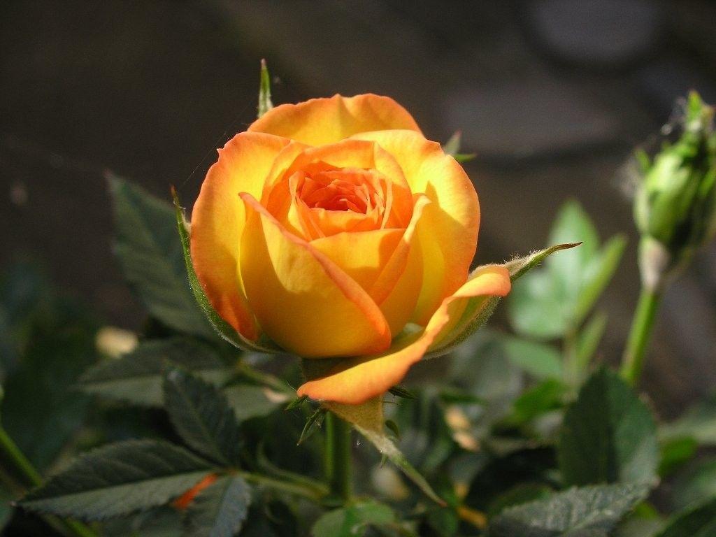 Flower: Single Yellow Rose Beauty Nature Freshness Garden Flower HD