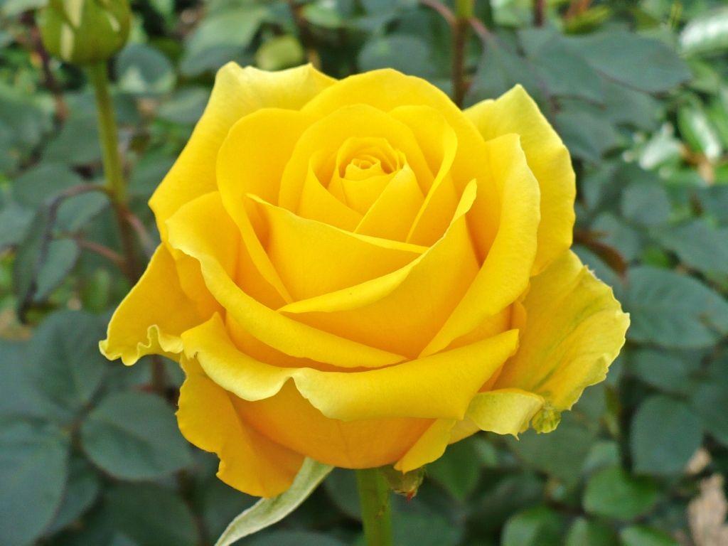 The single yellow rose like the one you took to Dad when you met